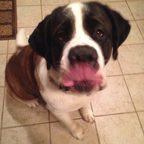 Meet your Posher, Shannon - Picture 3 of 3